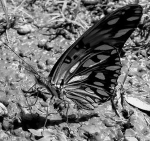 Close-up of butterfly on flower