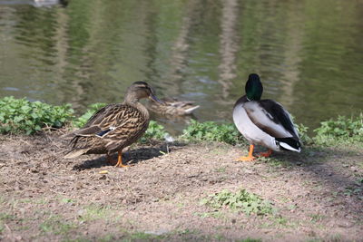 Mallard duck on lakeshore