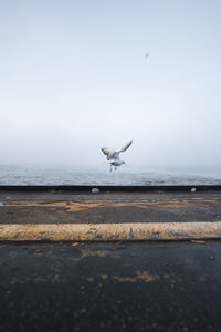 Seagulls flying over sea against clear sky
