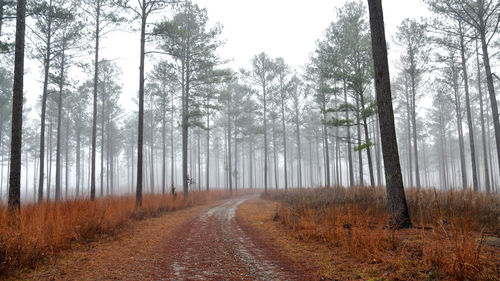 Fog in the pine woodland trees