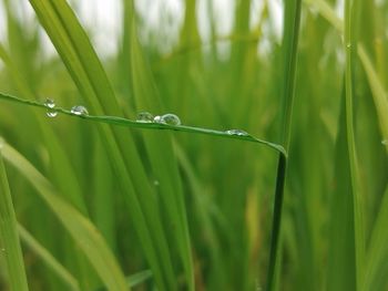 grass
