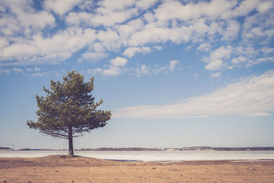 Tree growing on field by lake against sky