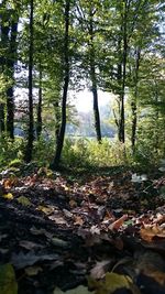 Trees in a forest