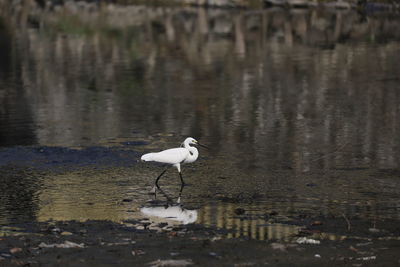 Close-up of bird in lake