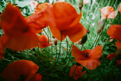 Close-up of red poppy flowers