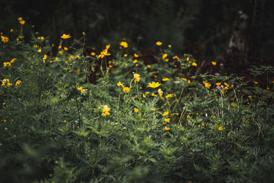 Close-up of yellow flowering plants on field