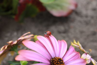 Close-up of honey bee pollinating on pink flower