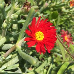 Close-up of red daisy blooming outdoors