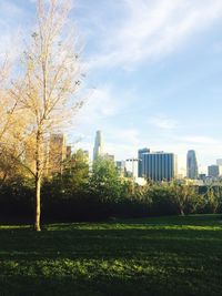 Trees in city against sky