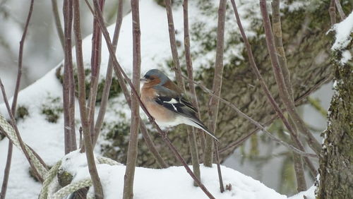 Close-up of bird perching on frozen tree during winter