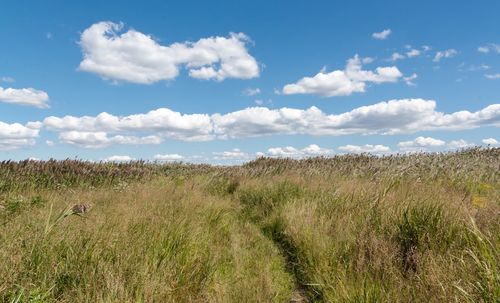 Scenic view of field against sky