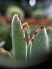 Close-up of succulent plant