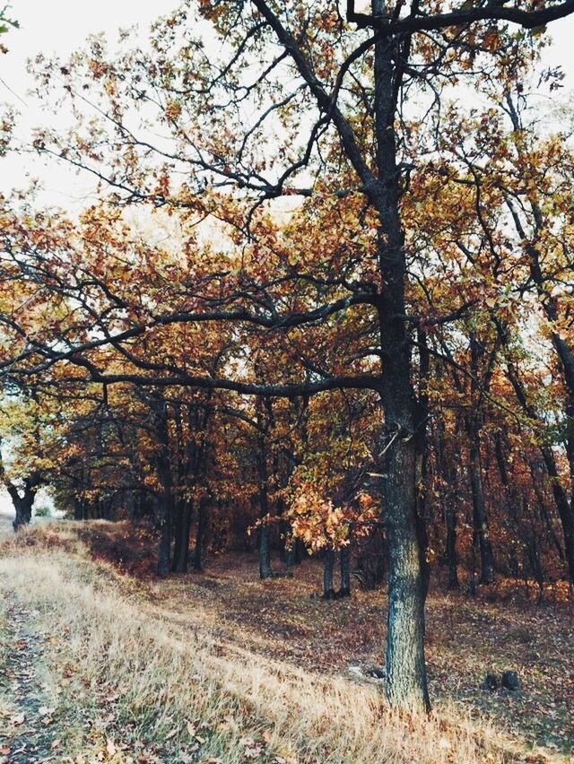 tree, autumn, change, tranquility, growth, season, nature, beauty in nature, branch, tranquil scene, tree trunk, field, scenics, landscape, park - man made space, day, sunlight, outdoors, sky, grass