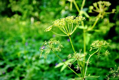 Close-up of insect on plant