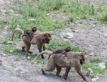 Monkeys on a field