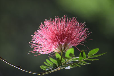 Close-up of thistle flower