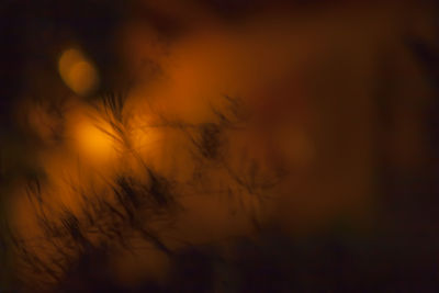 Close-up of plants against sunset sky