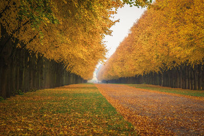 Trees in row at public park during autumn