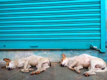 Dogs sleeping on closed shutter