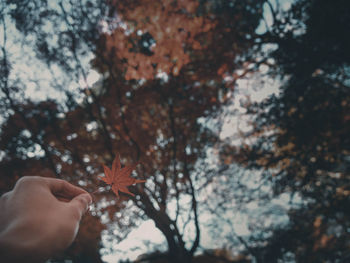 Cropped hand holding maple leaf in forest during autumn