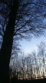 Low angle view of silhouette trees against sky