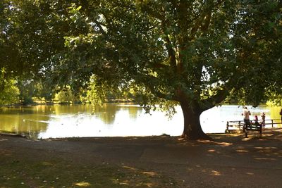 Trees on riverbank