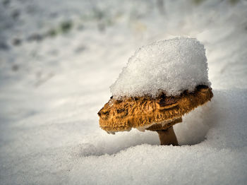 Close-up of snow on land