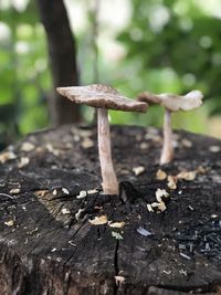 Close-up of mushroom growing on field