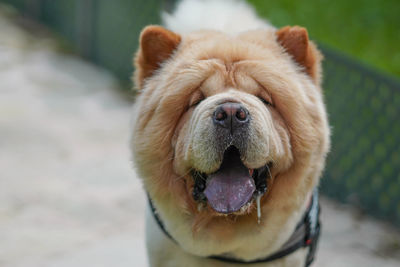 Close-up portrait of a dog