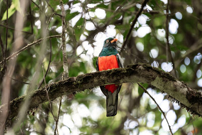 Colorful slaty-tailed trogon bird on tree brach in costa rica