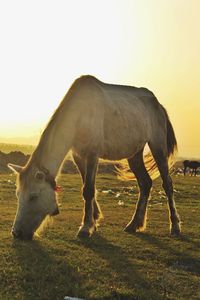 Horse grazing in a field