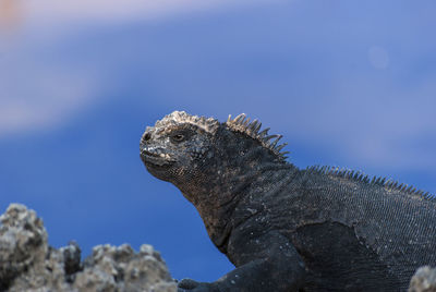 Close-up of iguana against sky