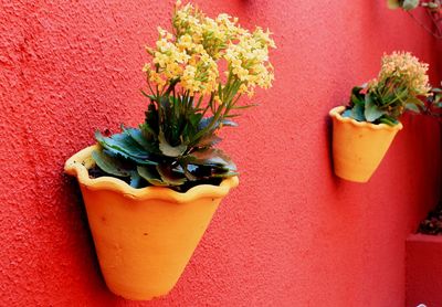 Close-up of potted plant mounted on red wall in back yard