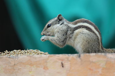 Close-up of squirrel