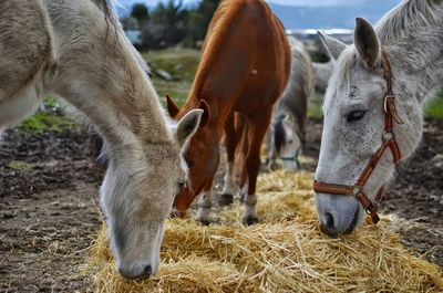 Horses eating straws at farm