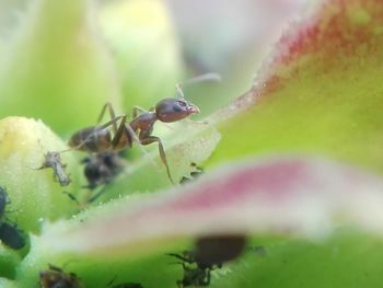 Close-up of insect on leaf