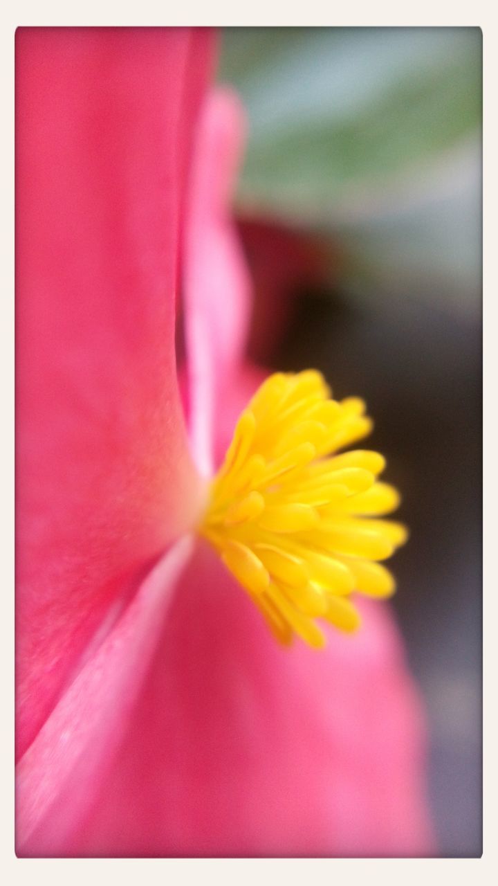 transfer print, flower, auto post production filter, fragility, petal, pink color, close-up, freshness, flower head, yellow, selective focus, beauty in nature, focus on foreground, red, nature, growth, vibrant color, single flower, no people, pink