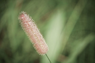 Close-up of pink flower on field