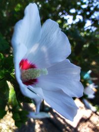 Close-up of white flowering plant