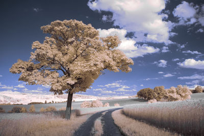 Trees on field against sky