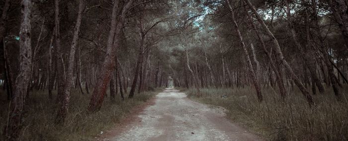 Dirt road amidst trees in forest