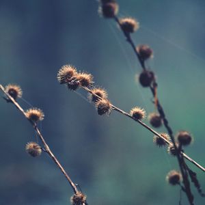 Close-up of wilted plant