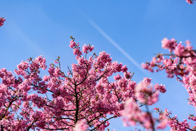 Low angle view of pink cherry blossoms in spring
