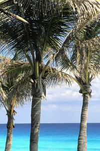 tropical climate