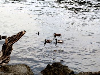 High angle view of birds in lake