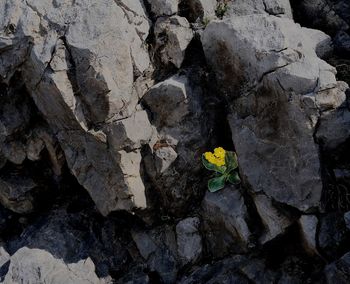 High angle view of yellow flowering plant on rock