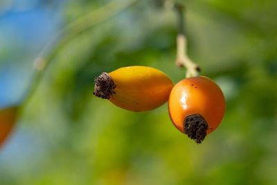 Close-up of orange on tree