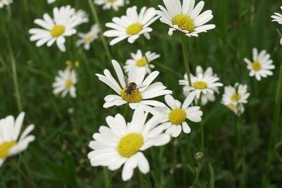 Close-up of insect on white daisy flowers