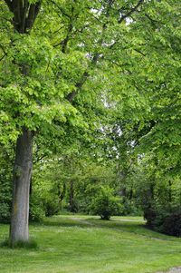 Trees in grass
