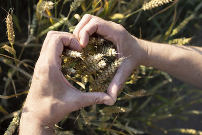 The farmer's hands folded in the form of a heart hold ears of wheat, rye in a wheat, rye field. 